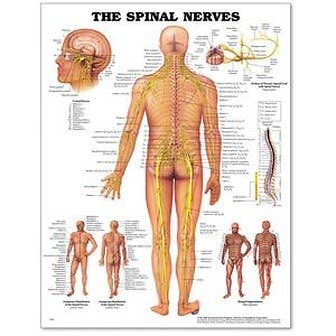 Spinal Nerves Poster 20" X 26" Styrene
